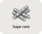 Sugar cane